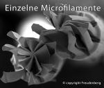 morepic-5